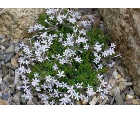 Phlox ‘Tiny Buggles’
