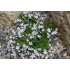 Phlox ‘Tiny Buggles’