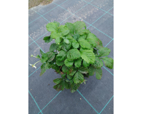 Fragaria vesca ‘Rügen’