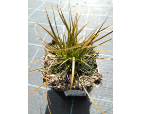 Carex testacea ‘Prairie Fire’