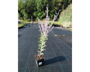 Perovskia atriplicifolia ‘Blue Spire’