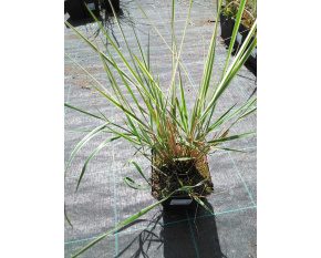 Calamagrostis x acutiflora ‘Overdam’