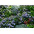 Aster ageratoides var. adustus ‘Nanus’