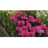 Achillea millefolium ‘Saucy Seduction’