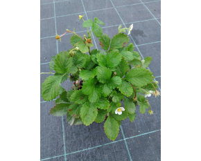 Fragaria vesca ‘Alexandria’