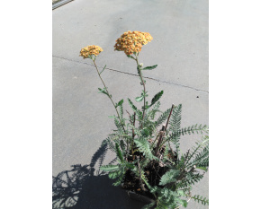 Achillea millefolium ‘Terracotta’