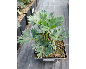 Aconitum carmichaelii ‘Arendsii’