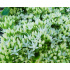 Sedum spectabile ‘Stardust’