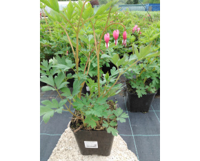 Dicentra spectabilis