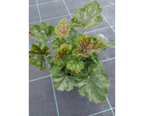 Heuchera americana ‘Marvellous Marble’