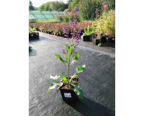 Salvia nemorosa ‘Viola Klose’