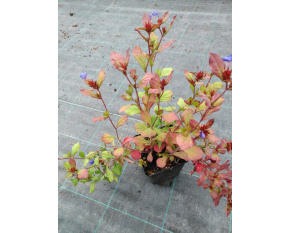 Ceratostigma plumbaginoides