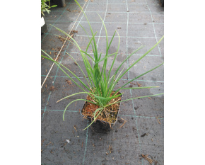 Allium tuberosum