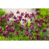 Aquilegia vulgaris ‘Winky Red-White’