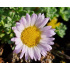 Erigeron vagus