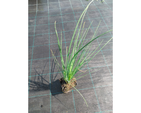 Allium schoenoprassum