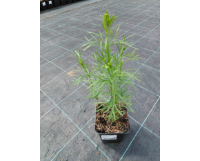 Coreopsis verticillata ‘Grandiflora’