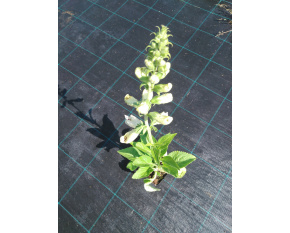 Digitalis purpurea ‘Alba’