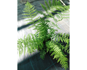 Athyrium filix-femina