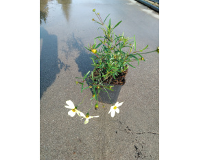Coreopsis verticillata ‘Moonbeam’