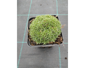 Dianthus webbianus