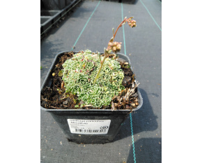 Saxifraga paniculata ‘Minutifolia’