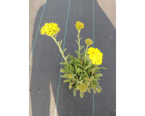 Achillea millefolium ‘Desert Eve Light Yellow’