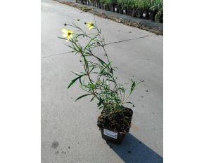 Coreopsis verticillata ‘Moonbeam’
