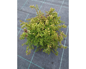 Thymus citriodorus ‘E. B. Anderson’