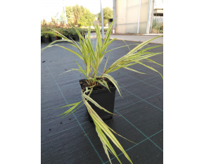 Hakonechloa macra ‘Aureola’