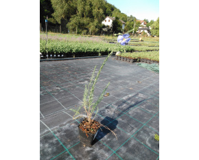 Linum perenne