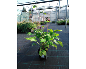 Anemone japonica ‘Pamina’