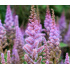 Astilbe chinensis ‘Pumila’