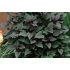 Eupatorium rugosum ‘Chocolate’