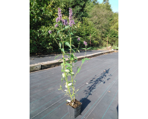 Agastache ‘Black Adder’