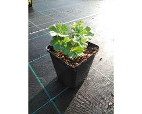 Alchemilla erythropoda