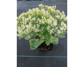 Sedum spectabile ‘Stardust’