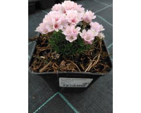 Armeria juniperifolia ‘Babí Lom’