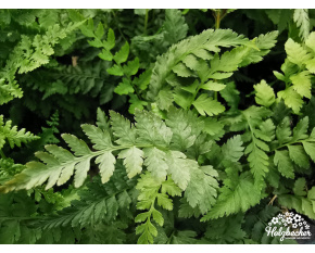 Athyrium niponicum ‘Pictum’