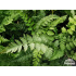 Athyrium niponicum ‘Pictum’