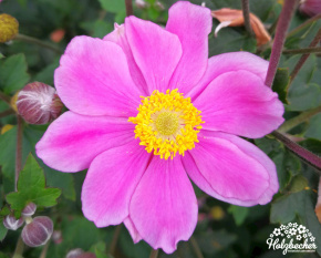 Anemone x hybrida ‘Serenade’