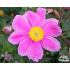Anemone x hybrida ‘Serenade’