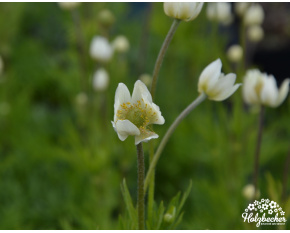 Anemone multifida