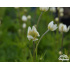 Anemone multifida