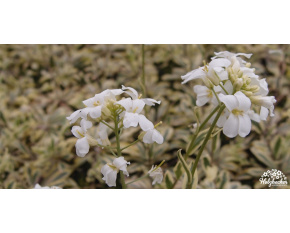 Arabis procurrens ‘Variegata’