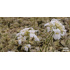 Arabis procurrens ‘Variegata’