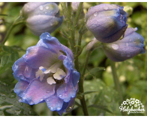 Delphinium x cultorum ‘Magic Fountains’