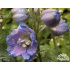 Delphinium x cultorum ‘Magic Fountains’