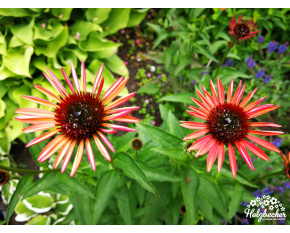 Echinacea ‘Sundown’