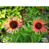 Echinacea ‘Sundown’
